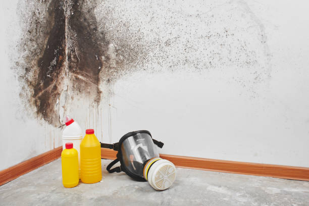 Best Mold Removal Company Near Me  in Keller, TX