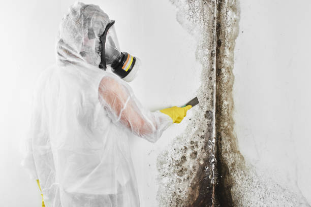 Professional Mold Removal in Keller, TX