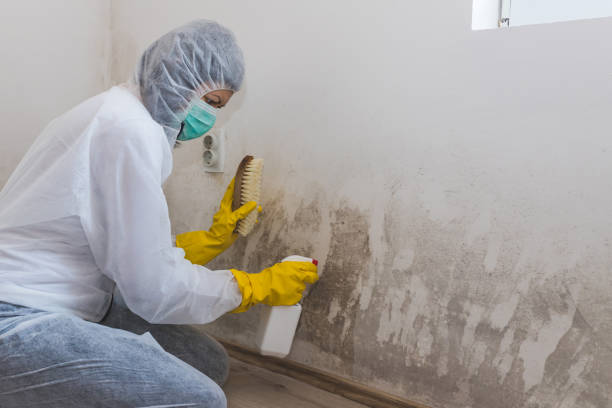Mold Removal Process in Keller, TX