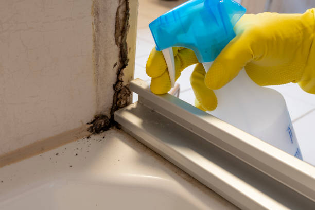 Best Professional Mold Removal  in Keller, TX