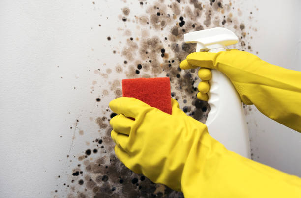 Best Certified Mold Removal  in Keller, TX