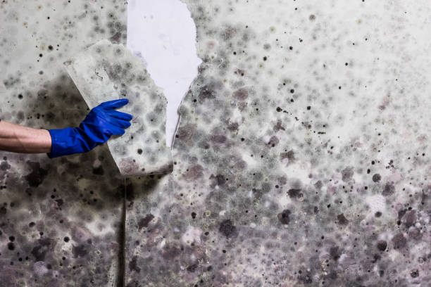 Best Mold Cleaning Services  in Keller, TX