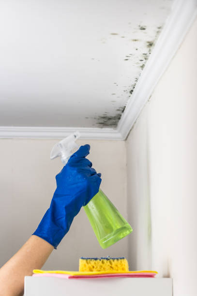 Best Home Mold Removal  in Keller, TX